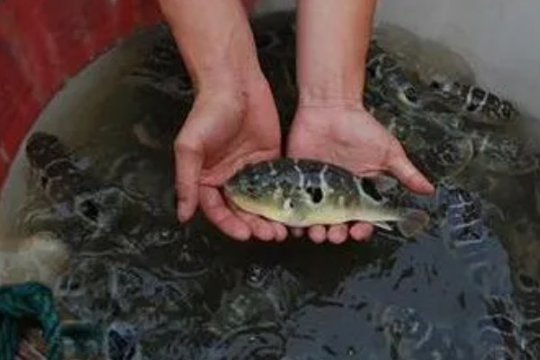 河豚的养殖日常管理，可适当喂食鲜活血虫