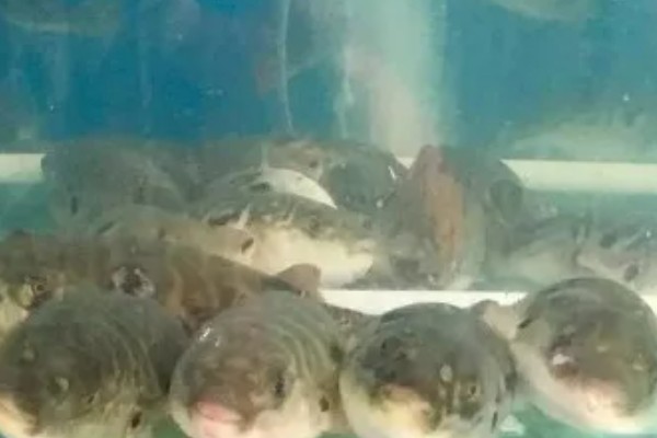 河豚的养殖日常管理，可适当喂食鲜活血虫