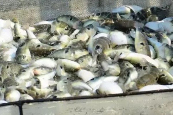 河豚的养殖日常管理，可适当喂食鲜活血虫
