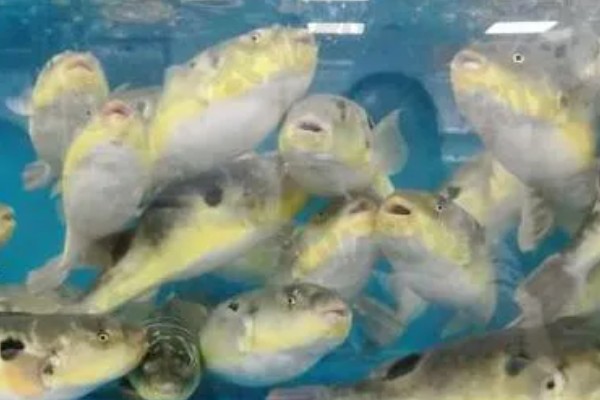 河豚的养殖日常管理，可适当喂食鲜活血虫