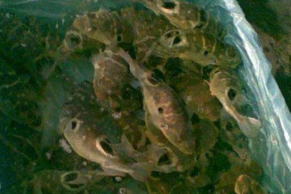 河豚的养殖日常管理，可适当喂食鲜活血虫