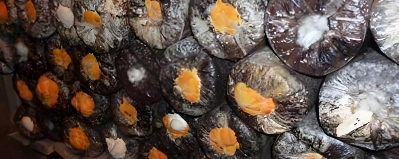 灵芝链孢霉的防治方法，使用前需暴晒培养料
