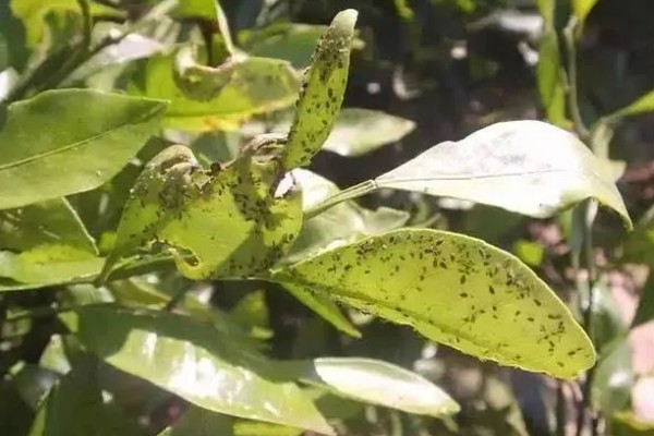 柑橘凤蝶是不是害虫，会危害柑橘等作物的嫩叶和新梢