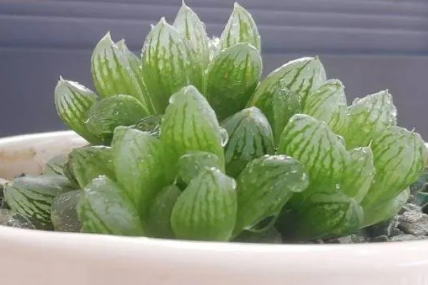 姬玉露如何扦插，选在春季和秋季进行