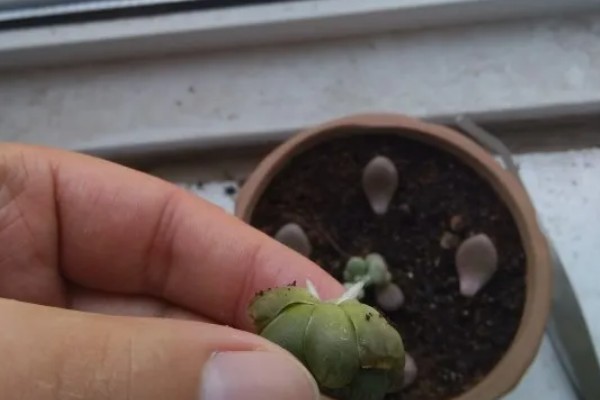 姬玉露如何扦插，选在春季和秋季进行