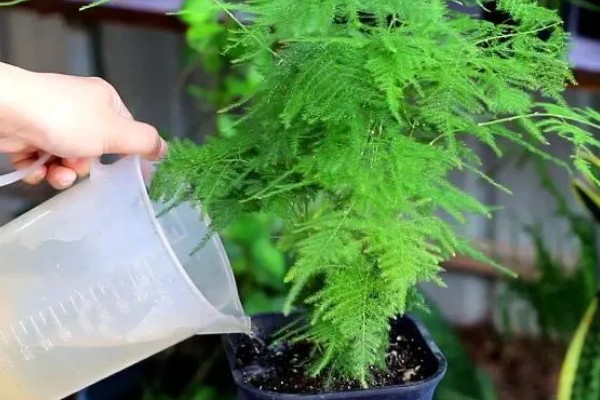 养护文竹要注意什么，春秋季节每周追肥一次