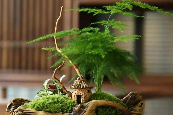 养护文竹要注意什么，春秋季节每周追肥一次