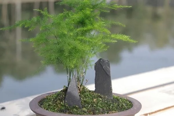 养护文竹要注意什么，春秋季节每周追肥一次