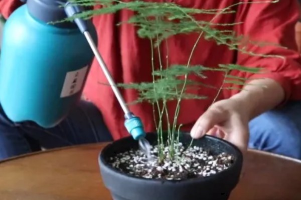 养护文竹要注意什么，春秋季节每周追肥一次