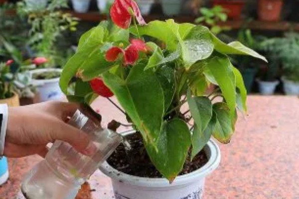 红掌的栽种技巧，湿度最好在75%左右