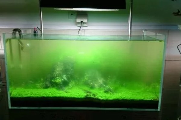 鱼缸里的水变绿怎么办，需要除藻