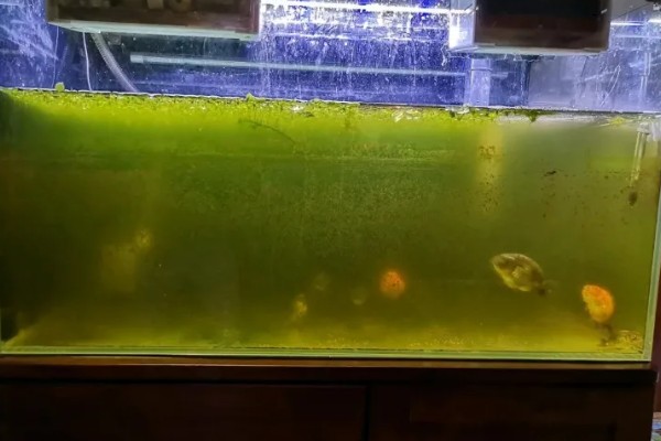 鱼缸里的水变绿怎么办，需要除藻