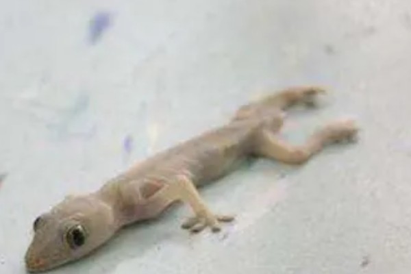 壁虎的养殖方法,要选择僻静的位置