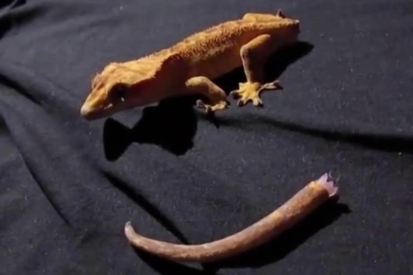 壁虎的养殖方法,要选择僻静的位置