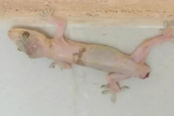 壁虎的养殖方法,要选择僻静的位置