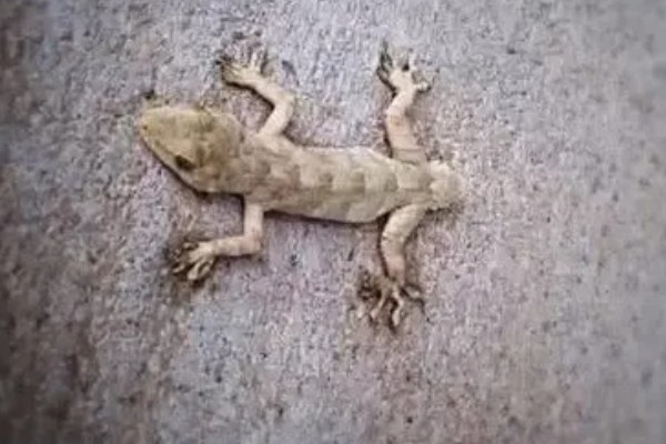 壁虎的养殖方法,要选择僻静的位置