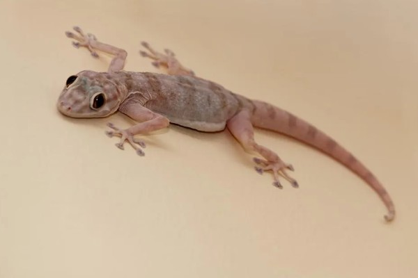 壁虎的养殖方法,要选择僻静的位置