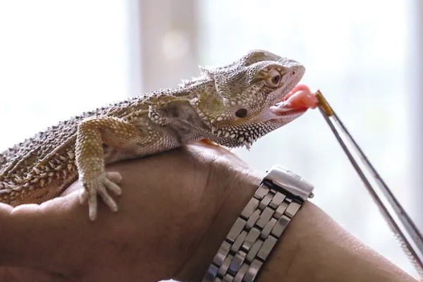 壁虎的养殖方法,要选择僻静的位置