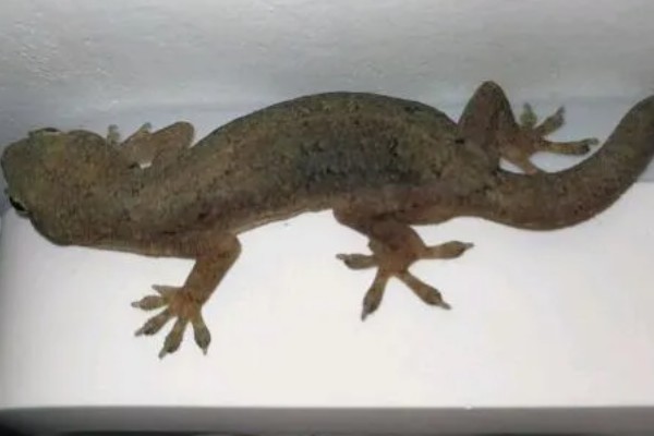 壁虎的养殖方法,要选择僻静的位置