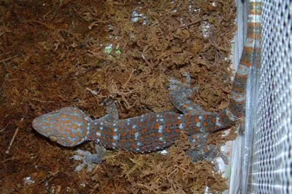 壁虎的养殖方法,要选择僻静的位置