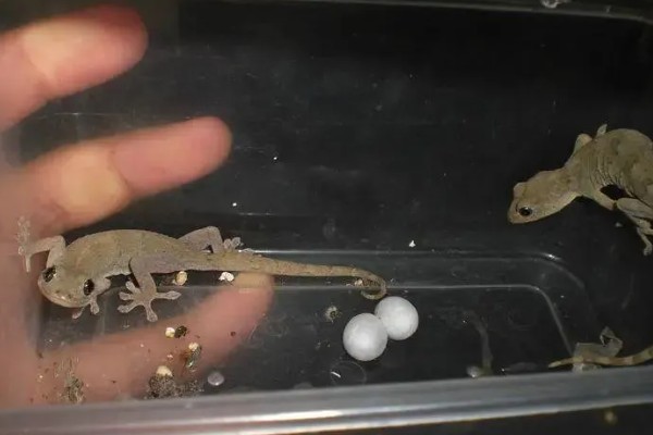 壁虎的养殖方法,要选择僻静的位置