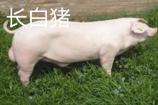 大白猪与长白猪哪个生长速度快，长白猪的生长速度更快