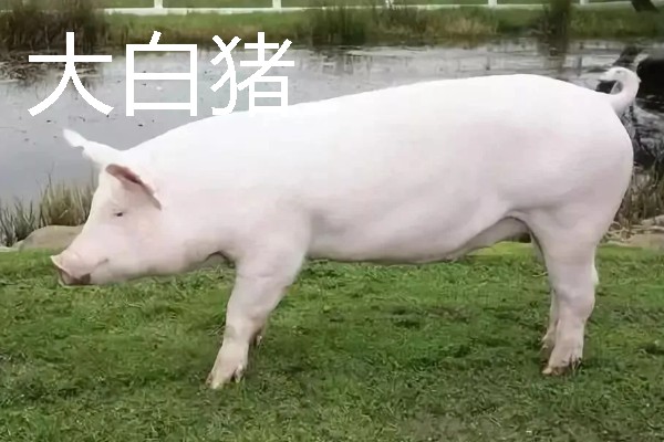 大白猪与长白猪哪个生长速度快，长白猪的生长速度更快