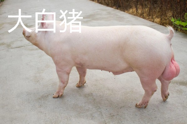 大白猪与长白猪哪个生长速度快，长白猪的生长速度更快