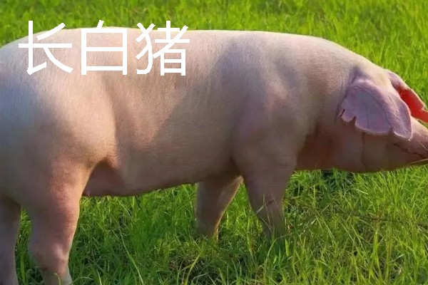 大白猪与长白猪哪个生长速度快，长白猪的生长速度更快