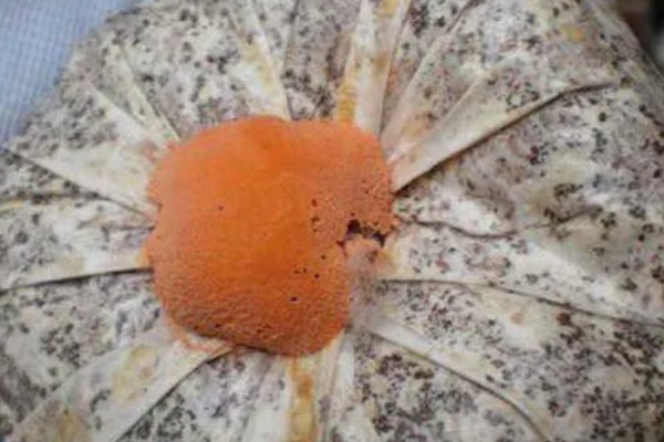 灵芝链孢霉的防治方法，使用前需暴晒培养料