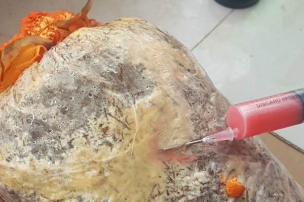 灵芝链孢霉的防治方法，使用前需暴晒培养料