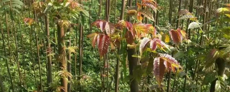 香椿如何进行高效栽培，种植前要施足有机肥并做畦