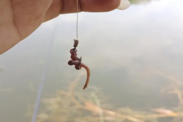 钓马口鱼的特效饵，可以选择活饵或小药