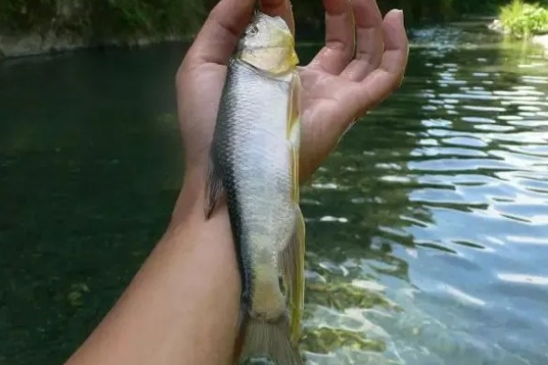 钓马口鱼的特效饵，可以选择活饵或小药