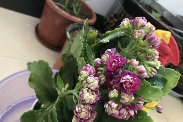 长寿花掉叶子的原因，可能是浇水过多所致