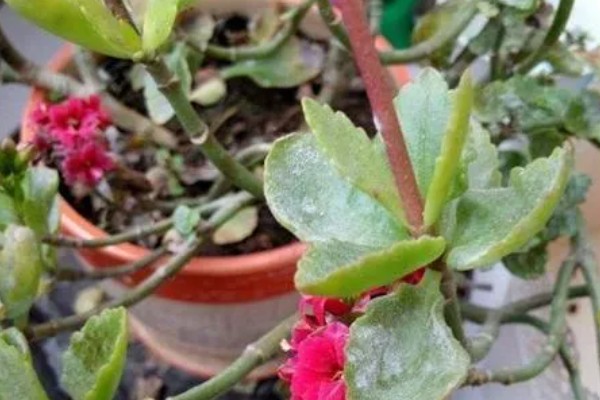长寿花掉叶子的原因，可能是浇水过多所致