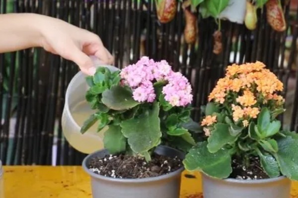 长寿花掉叶子的原因，可能是浇水过多所致