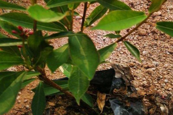 珊瑚花怎么养，生长期需经常保持盆土湿润