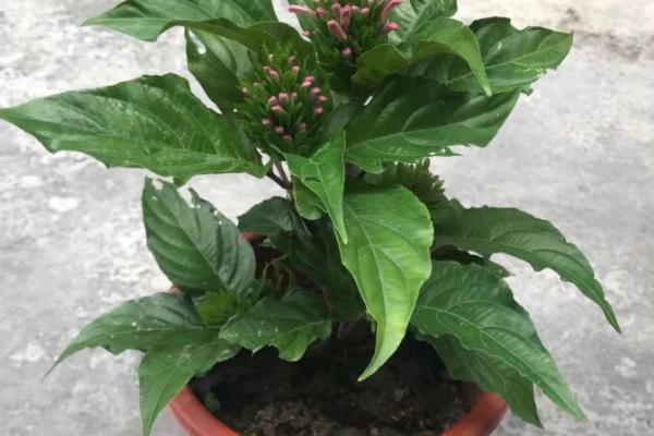 珊瑚花怎么养，生长期需经常保持盆土湿润