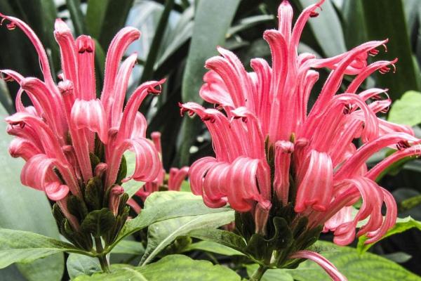 珊瑚花怎么养，生长期需经常保持盆土湿润