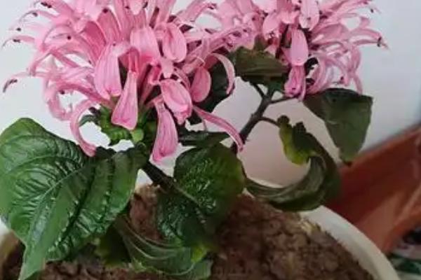 珊瑚花怎么养，生长期需经常保持盆土湿润