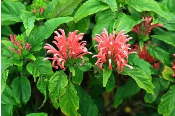 珊瑚花怎么养，生长期需经常保持盆土湿润