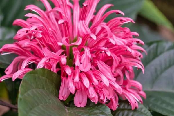 珊瑚花怎么养，生长期需经常保持盆土湿润