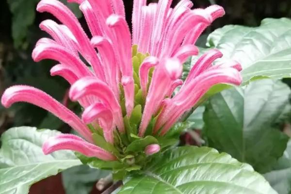 珊瑚花怎么养，生长期需经常保持盆土湿润