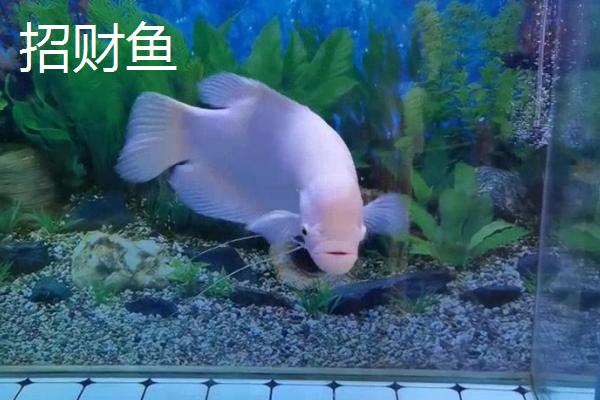 哪些观赏鱼的互动性较好，地图鱼、招财鱼等品种会与人互动