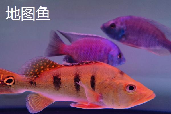 哪些观赏鱼的互动性较好，地图鱼、招财鱼等品种会与人互动
