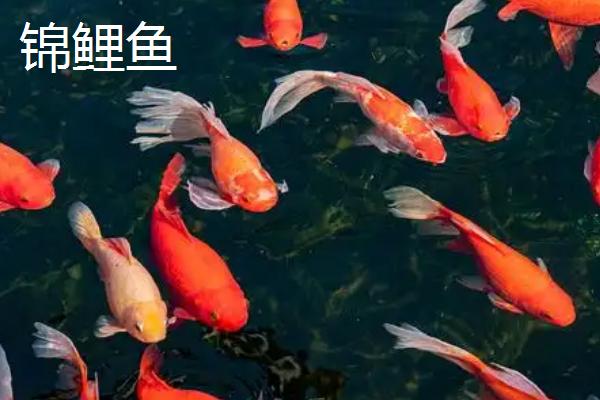 哪些观赏鱼的互动性较好，地图鱼、招财鱼等品种会与人互动