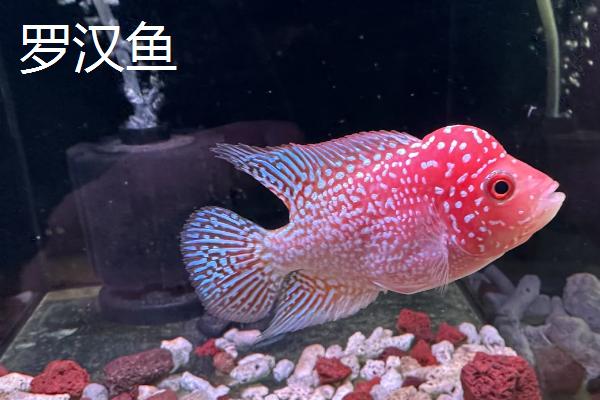 哪些观赏鱼的互动性较好，地图鱼、招财鱼等品种会与人互动