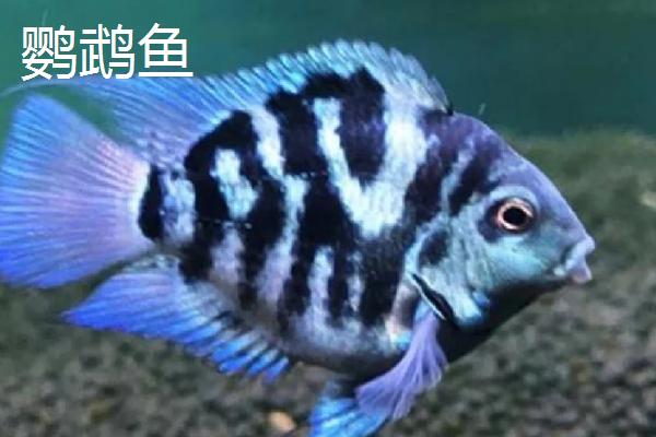 哪些观赏鱼的互动性较好，地图鱼、招财鱼等品种会与人互动