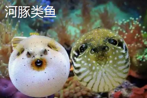 哪些观赏鱼的互动性较好，地图鱼、招财鱼等品种会与人互动